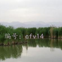 ɱ